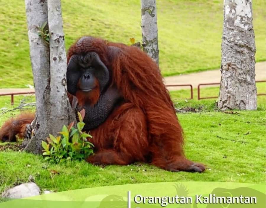 Safari Lagoi & Eco Farm Bintan - Getting To Lagoi Resorts, Pickup, and a 90-Minute Plan