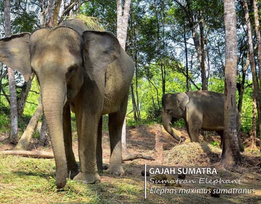 Safari Lagoi & Eco Farm Bintan - The Animal Encounters: Tigers, Bears, Crocs, Orangutans, and More