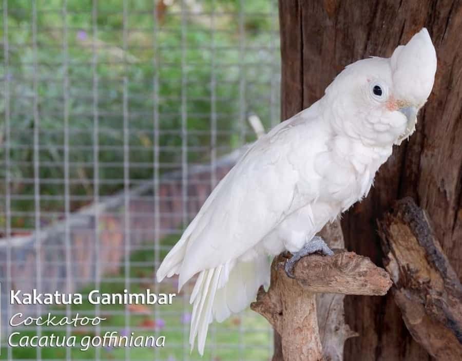 Safari Lagoi & Eco Farm Bintan - Price, Value, and What to Watch For
