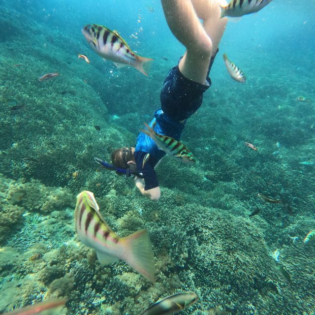 Sanur: Coastal Area Snorkeling Session - Sanur snorkeling in 1.5 hours: a practical Bali win