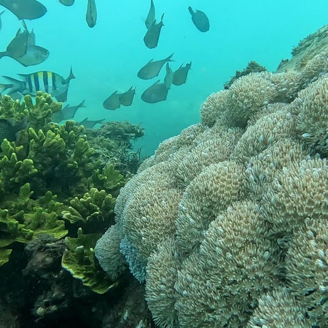 Sanur: Coastal Area Snorkeling Session - TAPHA to Sanur: the quick ride that frames the day