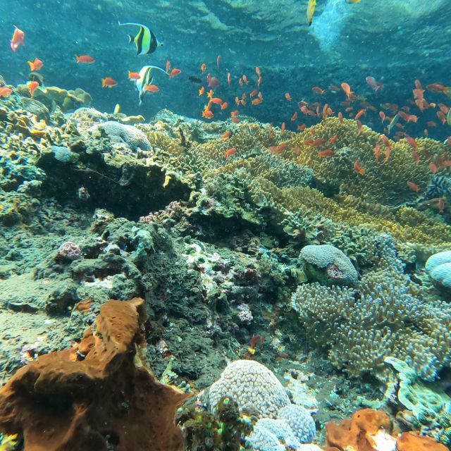 Sanur: Coastal Area Snorkeling Session - Shared boat and guide-led comfort: what the pacing feels like