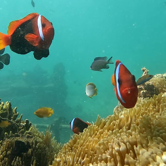 Sanur: Coastal Area Snorkeling Session - Family-friendly Sanur snorkeling, especially for kids who last
