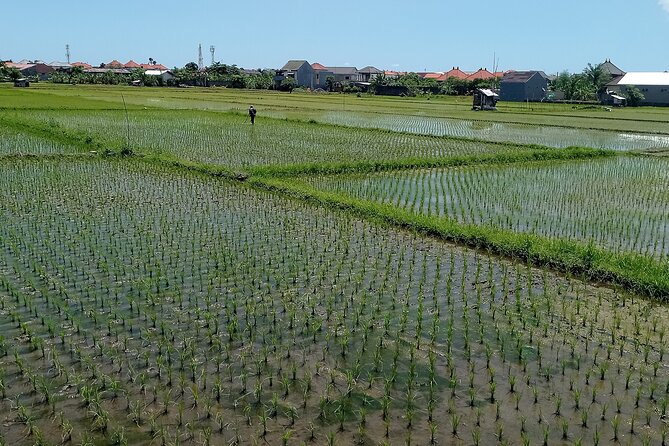 Sanur Village E-bike Tour: Family-Friendly Adventure - Mangroves and quieter lanes: the Sanur most people miss