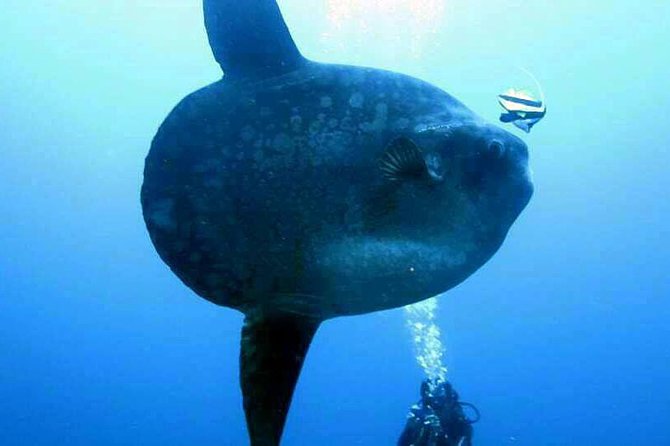 Scuba Diving in Nusa Penida - Manta Point - The Underwater Plan: How the Timing Works in Real Life