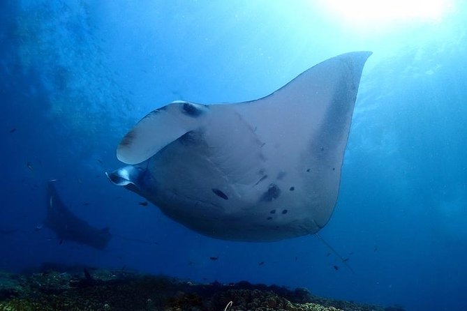 Scuba Diving in Nusa Penida - Manta Point - The Speedboat Run to Nusa Penida: Timing, Comfort, and Sea Sickness