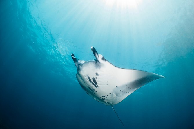 Scuba Diving Nusa Penida Manta Point 3 dives for certified divers - Nusa Lembongan’s drift-style plan and why the coral focus is a smart trade