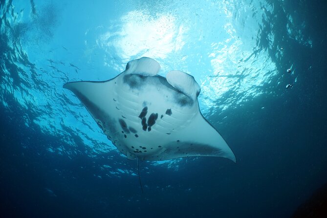 Scuba Diving Nusa Penida Manta Point 3 dives for certified divers - Safety-first PADI leadership: the small details you want to feel on boat days