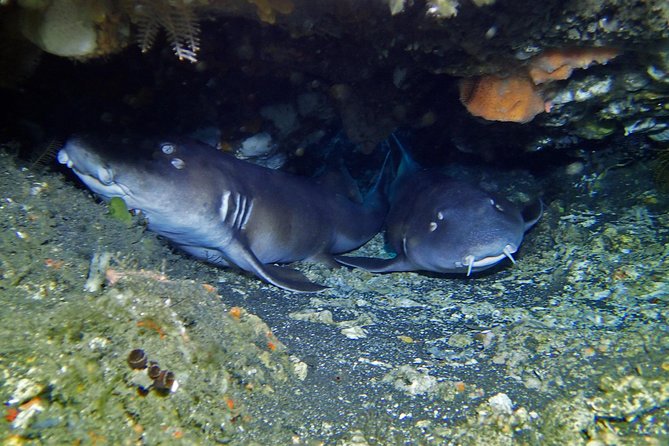 Scuba Diving Nusa Penida Manta Point 3 dives for certified divers - Who should book this Nusa Penida and Lembongan option