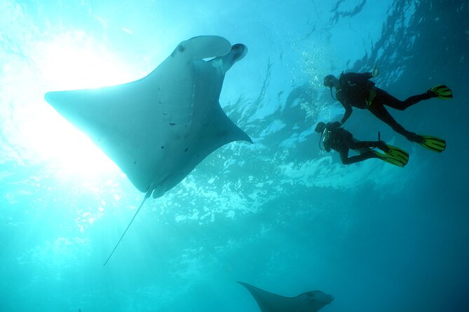 Scuba Diving Nusa Penida Manta Point 3 dives for certified divers - Crystal Bay or Lembongan: the second stop for mola mola and big fish energy