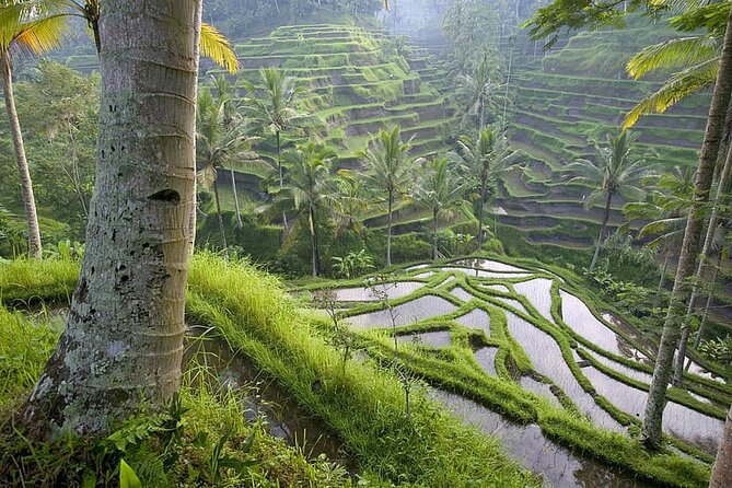 Selogriyo Temple and Trekking Java Rice Terraces, hidden waterfall -Nature Java - Food, tea, and local lunch timing when you are on your own