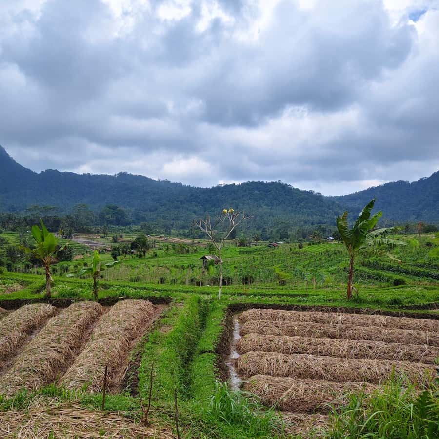 Sidemen: Rice Terraces, Waterfall, & Village Tour - Key highlights you should care about