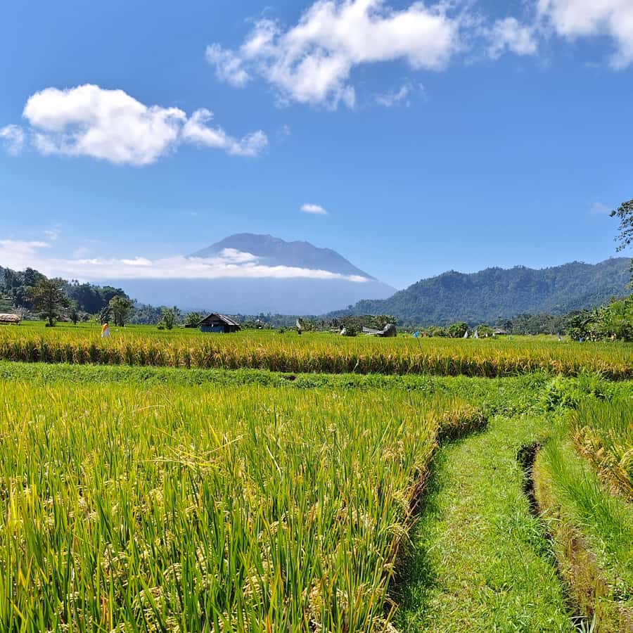 Sidemen: Rice Terraces, Waterfall, & Village Tour - Coffee and herbal tea tasting at a local farm, not a showroom