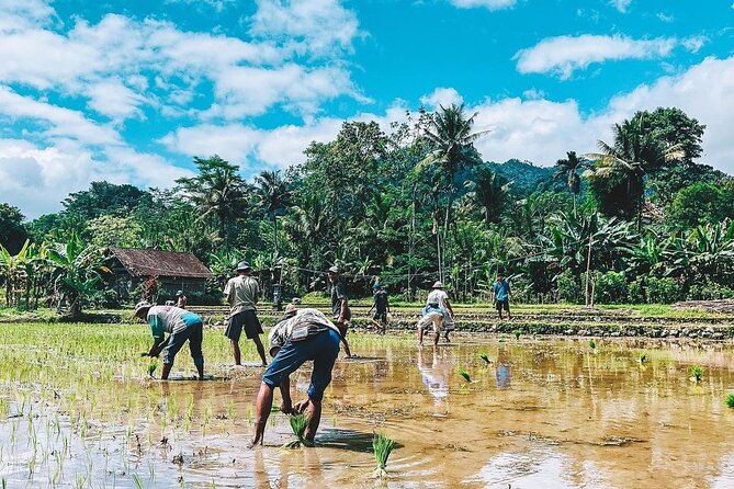 Sidemen Trekking: A Walk from a Different Perspective - Subak of Ogang irrigation and how the fields keep going