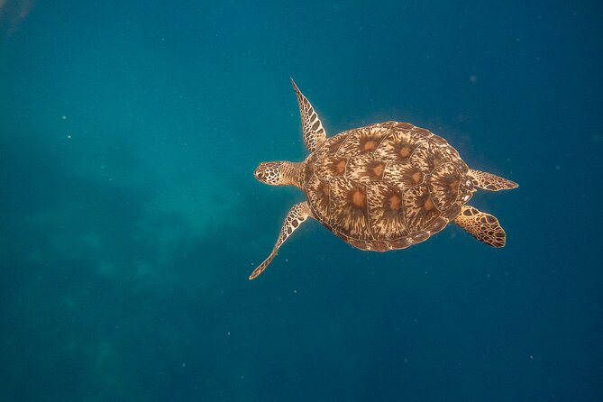 Snorkeling and Freediving Trip around Nusa Penida - Included extras that affect comfort more than you think