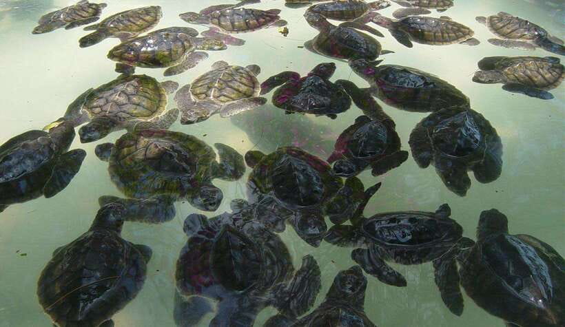 Snorkeling around 3 island & turtle sanctuary - Gili Meno Turtle Conservation: Baby Turtles and Lake Views