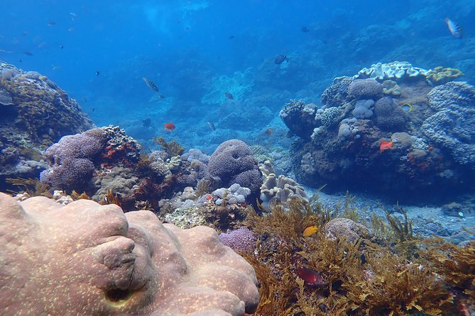 Snorkeling Day Trip To Lembongan and Penida - Price and Value: What $36.38 Really Buys You