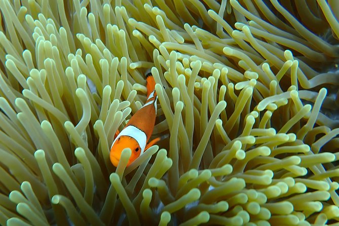 Snorkeling Day Trip To Lembongan and Penida - Safety Reality Check: Who Should Skip It and Why