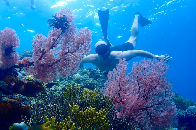 Snorkeling in Menjangan Island with Pickup and Lunch - Key things I think you will care about