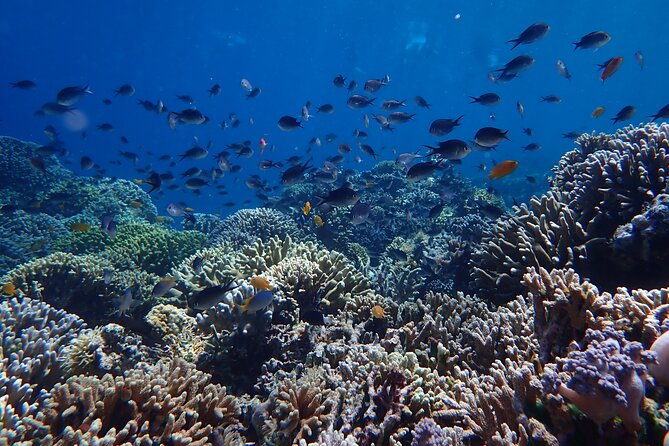 Snorkeling in Menjangan Island with Pickup and Lunch - The beach picnic lunch and wild deer break