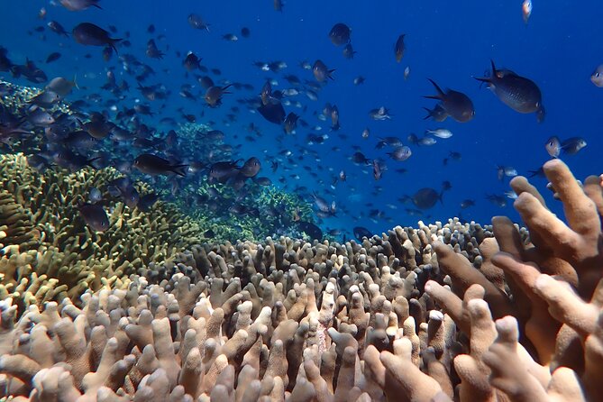 Snorkeling in Menjangan Island with Pickup and Lunch - Small-group pace: guided, not crowded