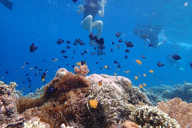 Snorkeling in Menjangan Island with Pickup and Lunch - Price and value for a 4-hour Menjangan plan