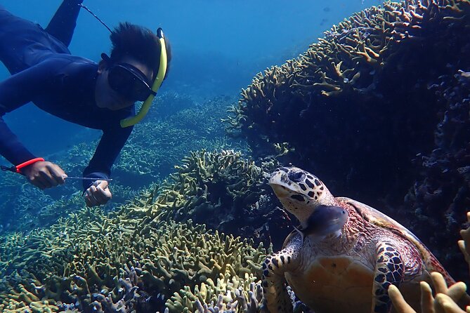 Snorkeling in Menjangan Island with Pickup and Lunch - Who should book this Menjangan Island snorkeling tour