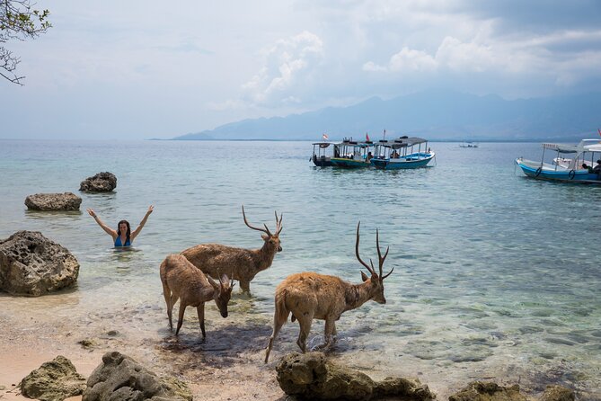 Snorkeling in Menjangan Island with Pickup and Lunch - Should you book this tour?