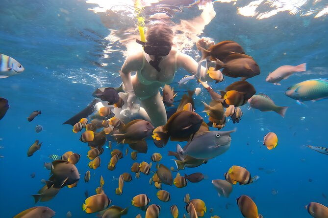 Snorkeling In Nusa Penida Departing From Bali Island - Gamat Bay: often the reliable fish-and-coral stop