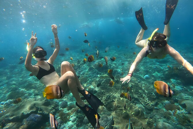 Snorkeling In Nusa Penida Departing From Bali Island - Manta Bay: the big hope, the big truth, wildlife is wildlife
