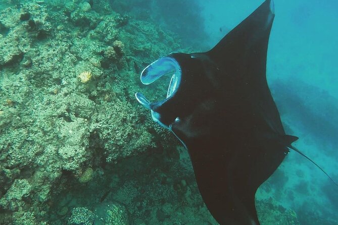 Snorkeling In Nusa Penida Departing From Bali Island - Crystal Bay and Wall Point: where the reef looks good and the crowds can too