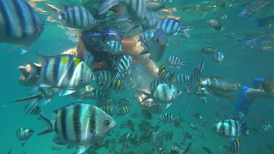 Snorkeling Kayaking Fishing Swimming Activities - GoPro Photo Moments With a Guide and Diver