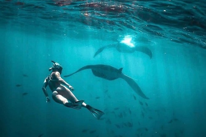 Snorkeling Manta Ray Safari in Nusa Penida - Manta rays are wild, so set expectations the smart way