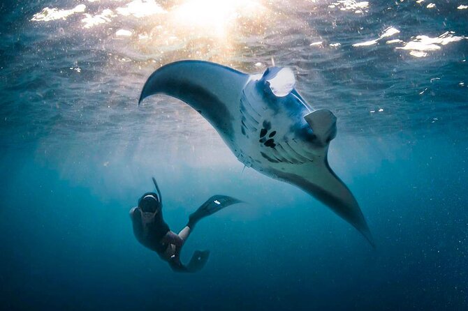 Snorkeling Manta Ray Safari in Nusa Penida - Crowds, quick entries, and how to avoid the chaos