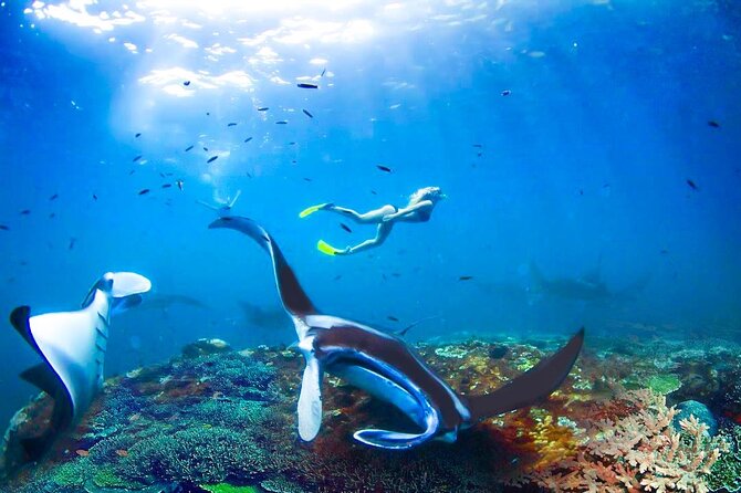 Snorkeling Manta Ray Safari in Nusa Penida - Price and value: what $15.28 buys you in Penida