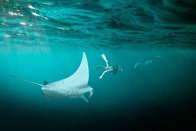 Snorkeling Manta Ray Safari in Nusa Penida - Who should book this manta ray safari, and who should skip it