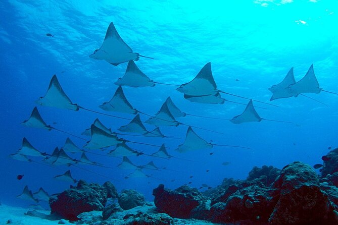 Snorkeling with Manta Rays in Nusa Penida Experience (All-Inclusive) - Lunch, plus the comfort upgrades that actually matter