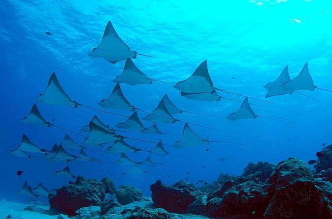 Snorkeling with Manta Rays in Nusa Penida Experience (All-Inclusive) - Who this Nusa Penida manta-ray snorkeling day fits best
