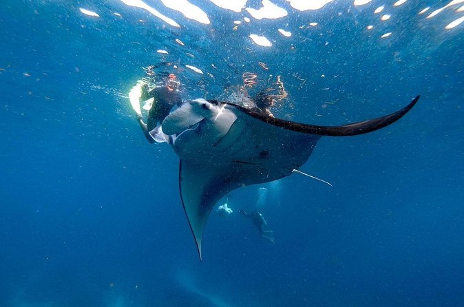 Snorkeling with Manta Rays in Nusa Penida Experience (All-Inclusive) - Should you book this manta-ray snorkeling tour?