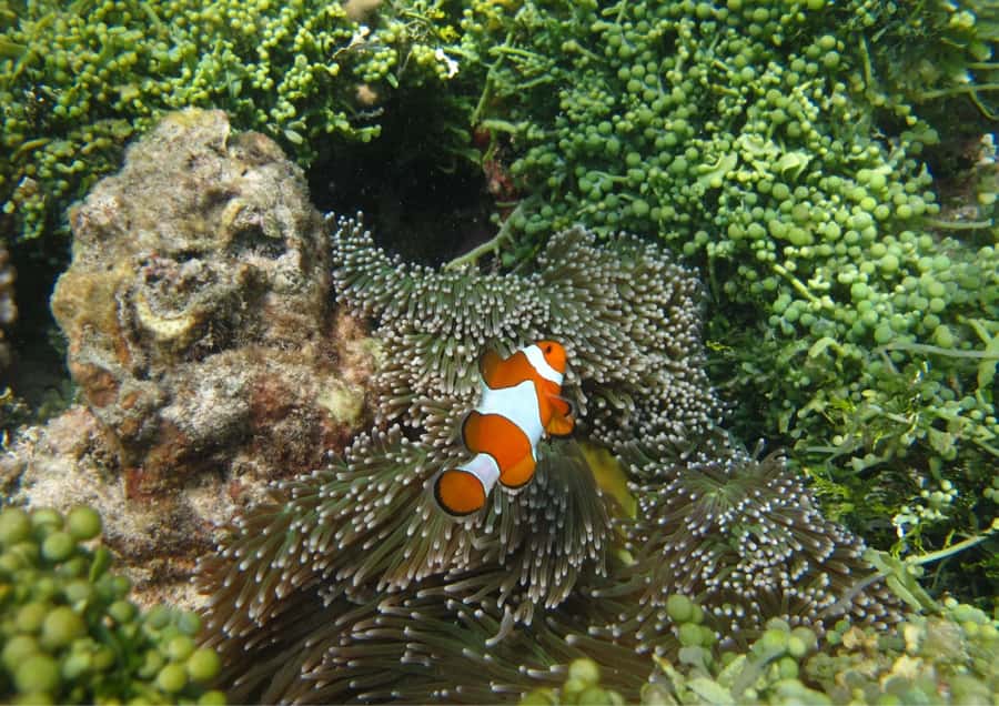 Snorkelling & islandhopping tour Karimunjawa (sharing tour) - Island stop two: swimming, pictures, and a calmer pace
