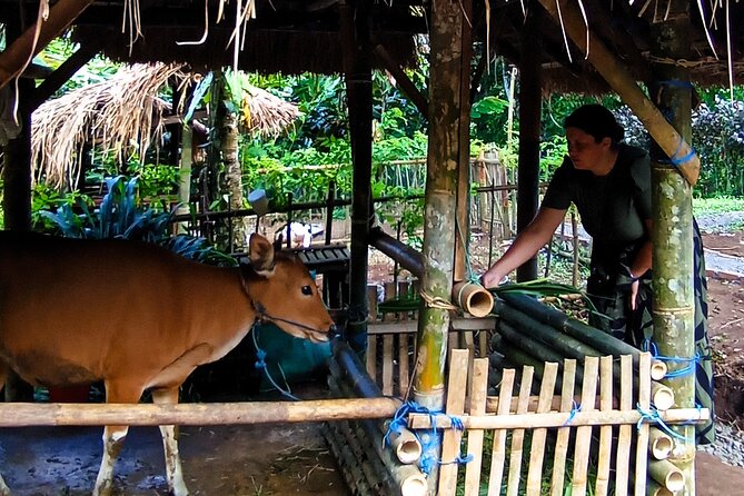 Spice Garden, Jamu & Cooking Class in Bali Village - From BalikaruBelulang to Rice Terraces: The Morning Walk and Herb Picking
