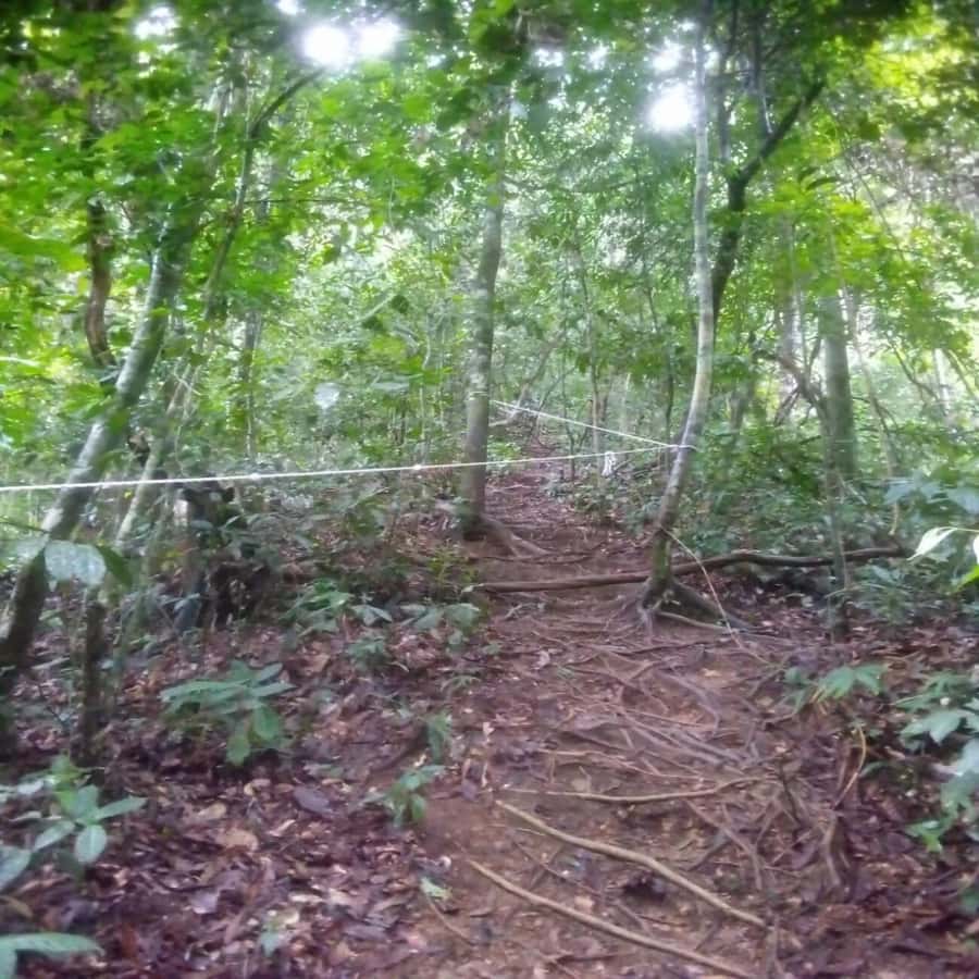 Sumatra: 3-Day Unique Jungle Experience & Exploring Wildlife - Guides, Group Size, and How They Shape Your Wildlife Chances