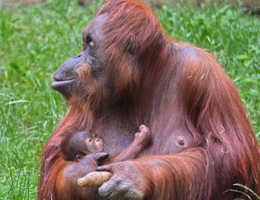 Sumatra: 3-Day Unique Jungle Experience & Exploring Wildlife - Packing for Wet Trails and Basic Camp Nights
