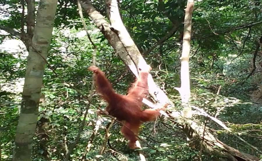 Sumatra: 3-Day Unique Jungle Experience & Exploring Wildlife - Price and Value for a 3-Day Mount Leuser Experience