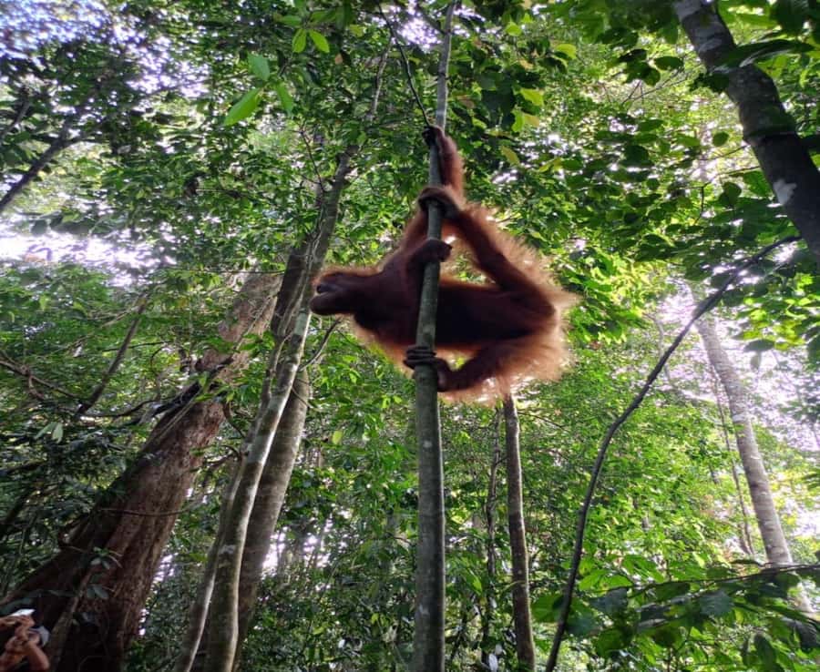 Sumatra: 3-Day Unique Jungle Experience & Exploring Wildlife - Should You Book This 3-Day Jungle Trek in Bukit Lawang?