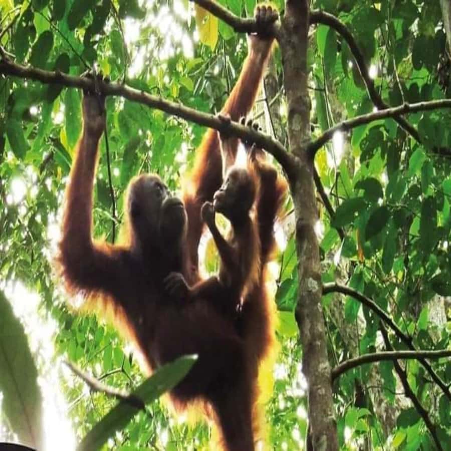Sumatra: 3-Day Unique Jungle Experience & Exploring Wildlife - Day 1: Welcome to the Rainforest, Food, Trekking, and River Cooling