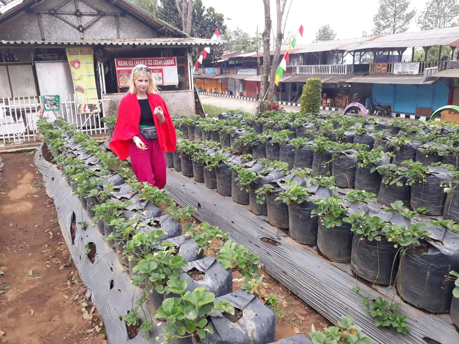 Tangkuban Perahu Crater Tour from Bandung - Who this tour fits best, and who should be cautious