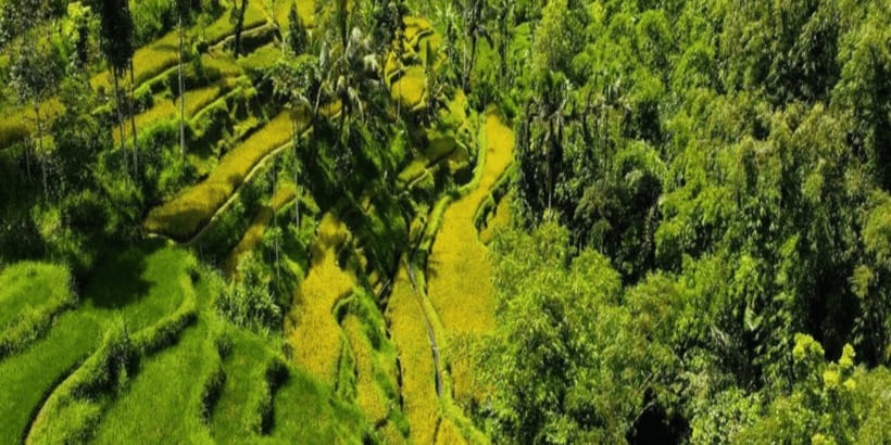 Tetebatu: Rice Fields, Waterfall, & Monkey Forest Day Tour - Key Highlights Before You Go
