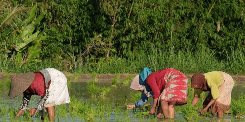 Tetebatu: Rice Fields, Waterfall, & Monkey Forest Day Tour - Price and Value: Is $66 a Fair Deal?