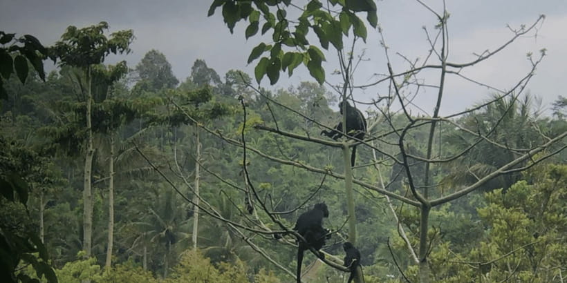 Tetebatu: Rice Fields, Waterfall, & Monkey Forest Day Tour - The Rice Terrace Walk: Where the Scenery Comes From